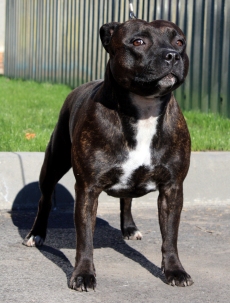 стаффордширский бультерьер